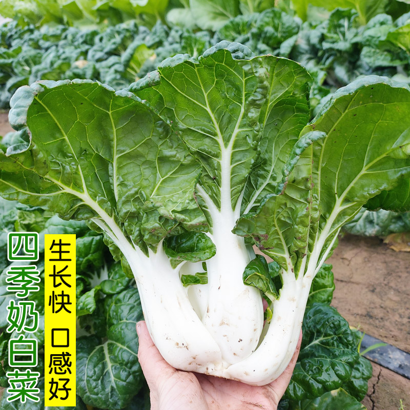 美味白菜种子黑色奶白菜籽油冬菜耐寒秋冬季春四季家庭园艺种子