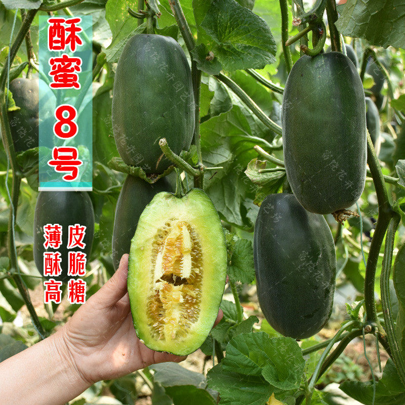 香瓜甜瓜种子酥蜜8号博洋黑皮绿肉酥脆瓜籽家庭园艺种子