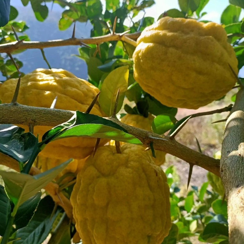 云南大理新鲜水果农家家特产自种香橼果现摘佛手果