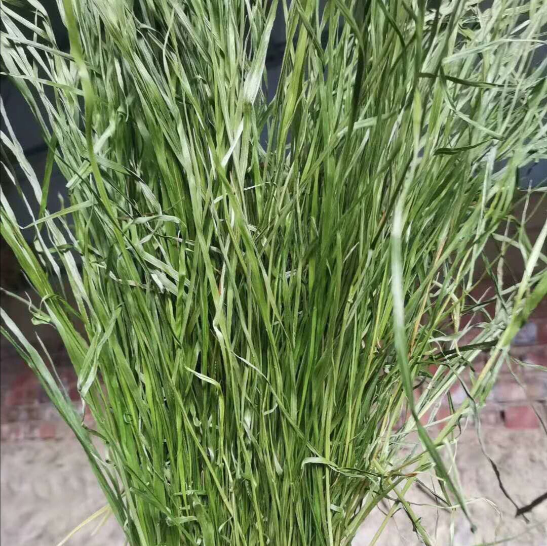 包邮烘干摩西1斤兔子龙猫荷兰豚鼠牧草饲料兔兔主粮