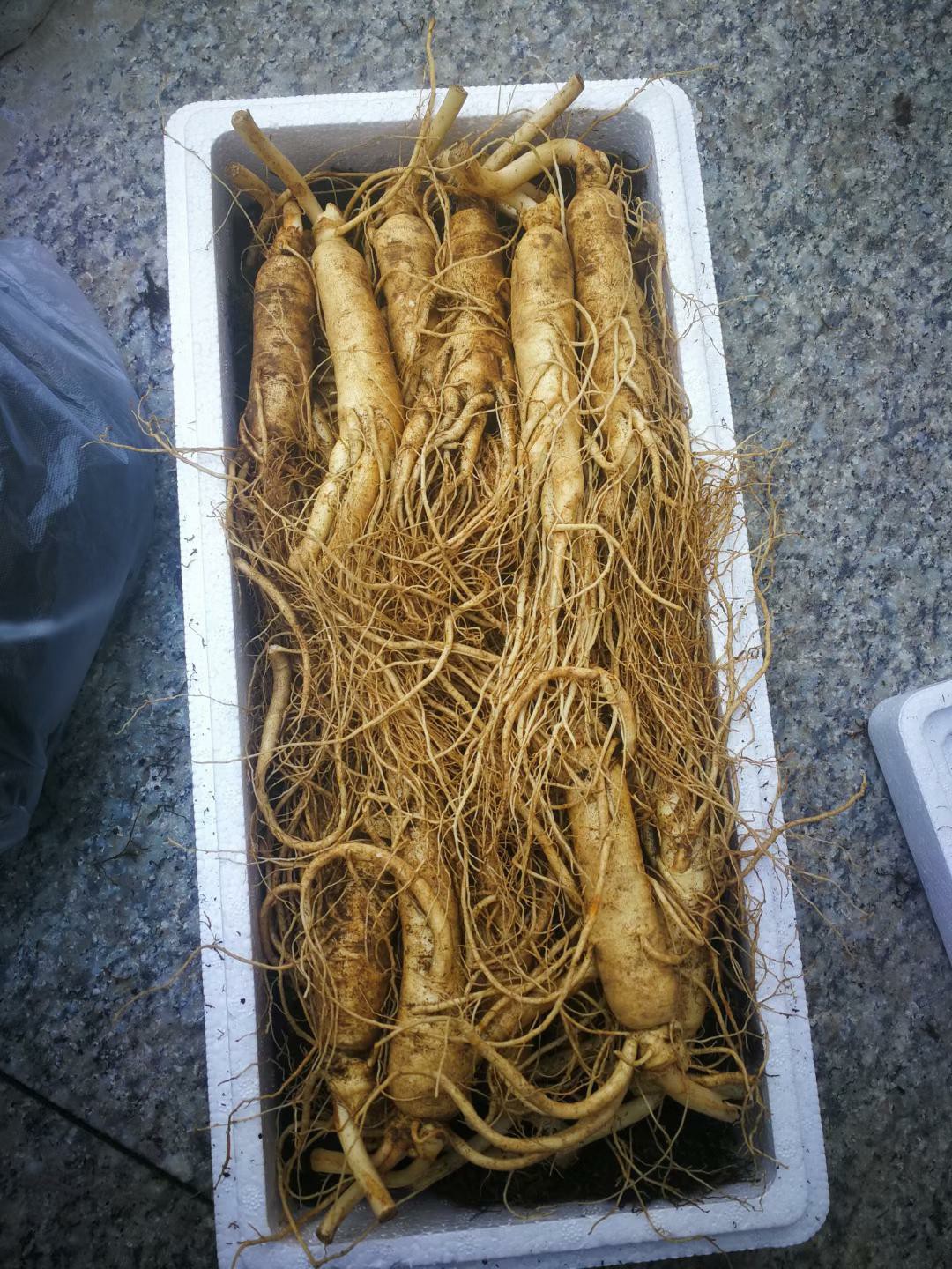 人参一斤500克长白山新鲜新鲜人泡酒野生山参鲜人参