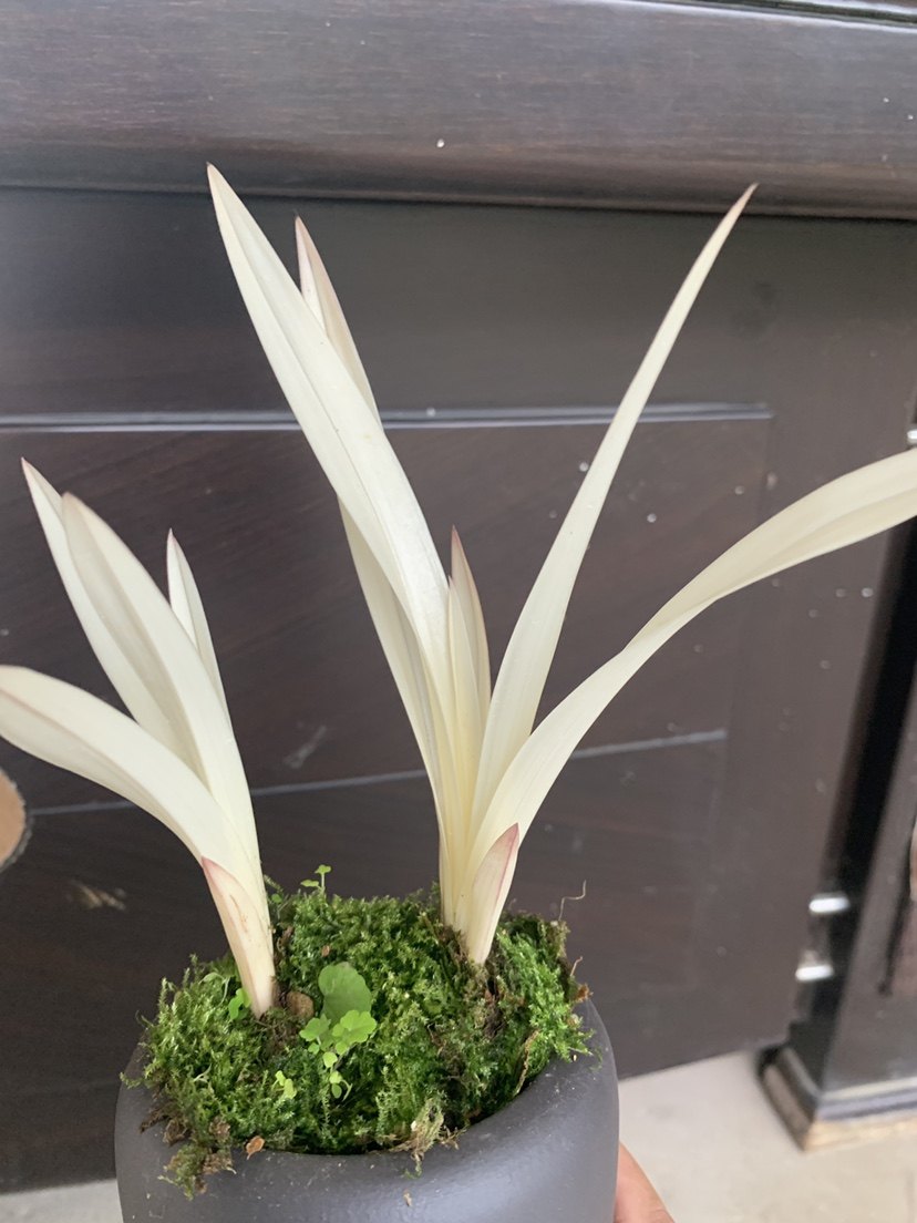 特漂亮!新品兰花  (七彩 白玉)镇园之宝 值得收藏适合室内盆栽