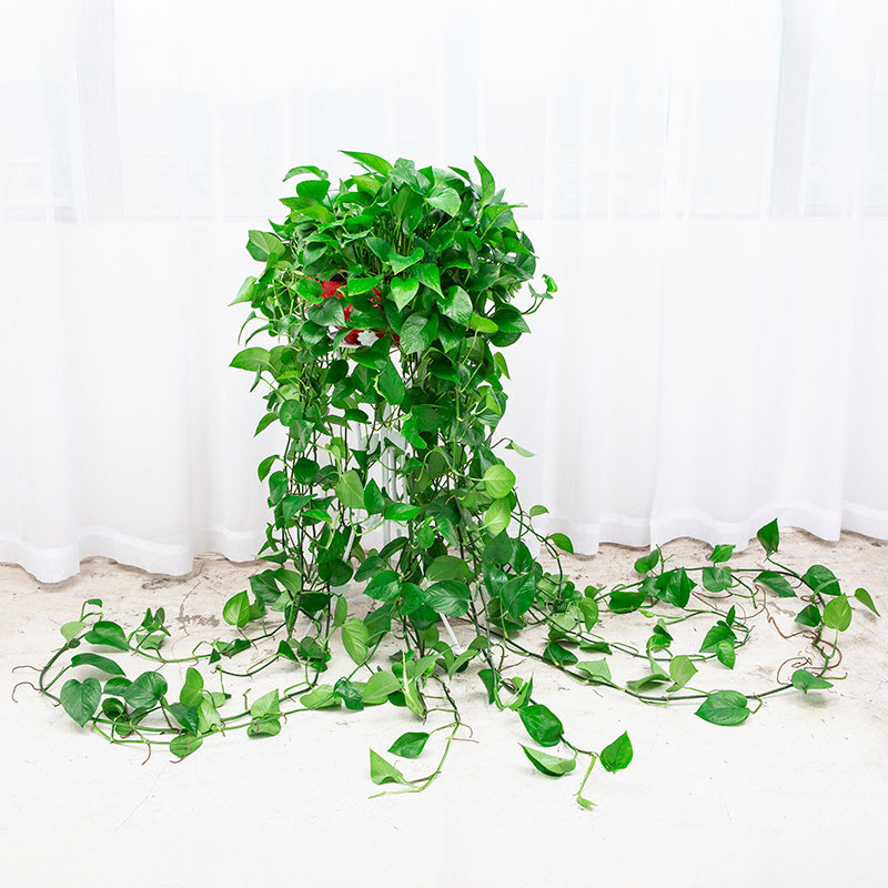 大叶长藤绿萝盆栽垂吊植物客厅新房吊兰室内绿植