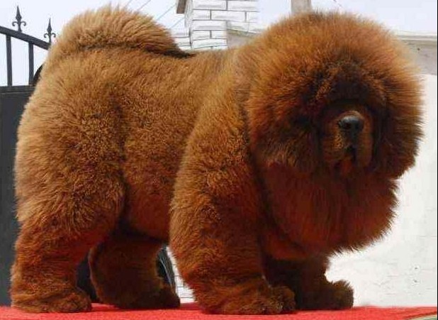 藏獒犬活体藏獒幼犬出售藏獒幼犬藏獒狮王藏獒巨型纯种铁包金藏獒