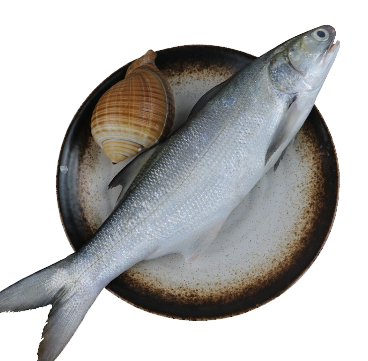 九先东山岛新鲜午笋鲜活马友鱼大鲅鱼占鱼野海马鲛鱼