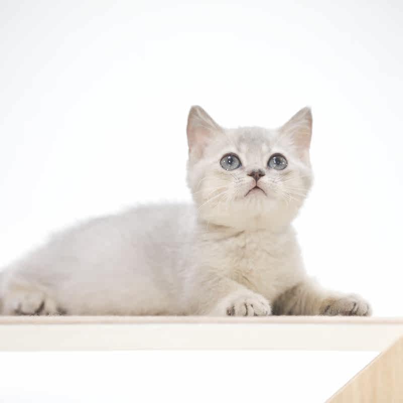 纯种052301证书可办健康包健康矮脚活体猫咪宠物猫咪