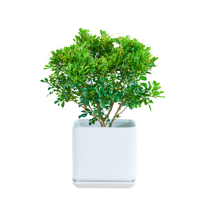 花卉正植青年米兰盆栽植物浓香香型带盆老桩绿植