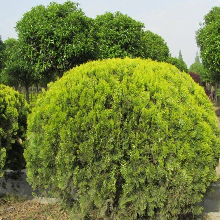 洒金柏树树苗柏球金黄绿化苗木柏小苗柏黄金观叶