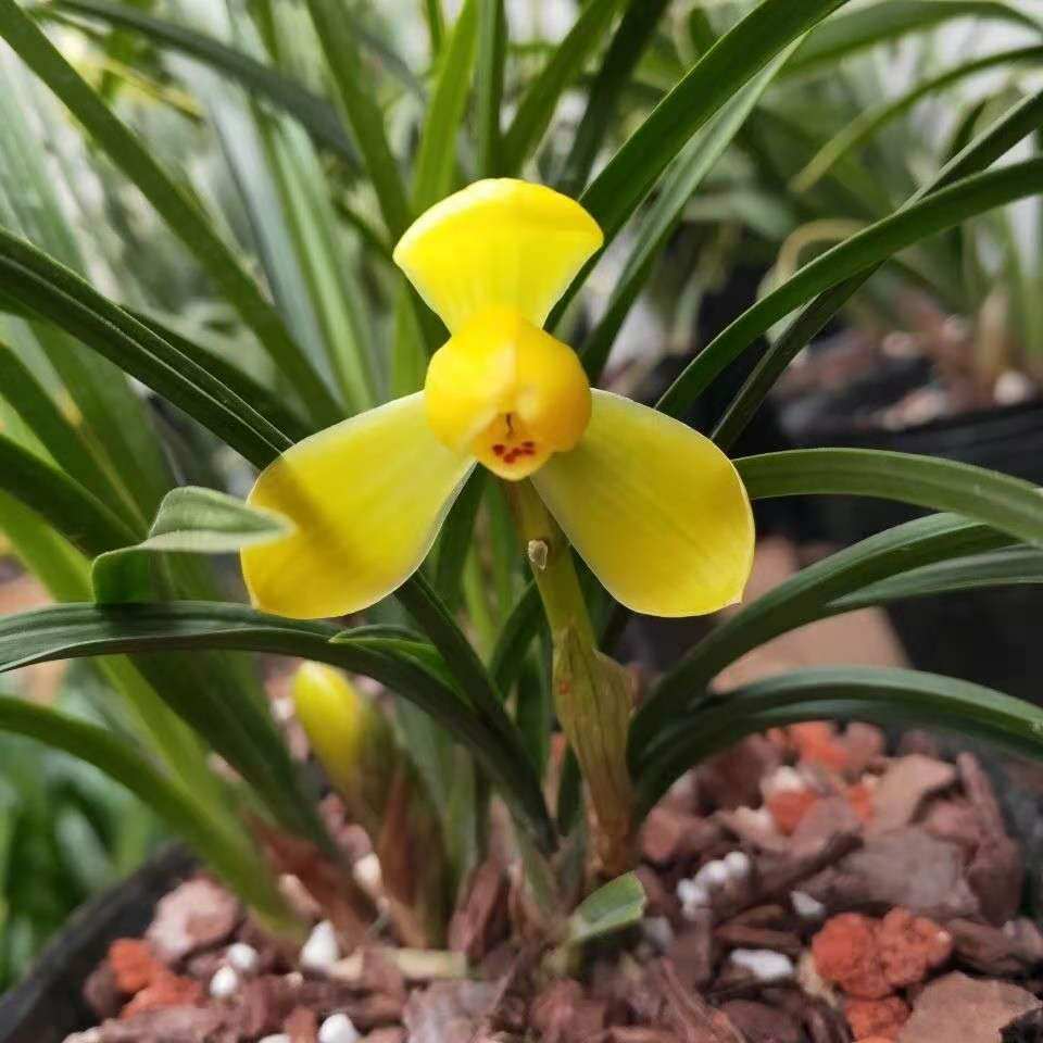 香型浓香周贸阳台室内养活花苞易养活花卉黄荷梅时令草本花卉