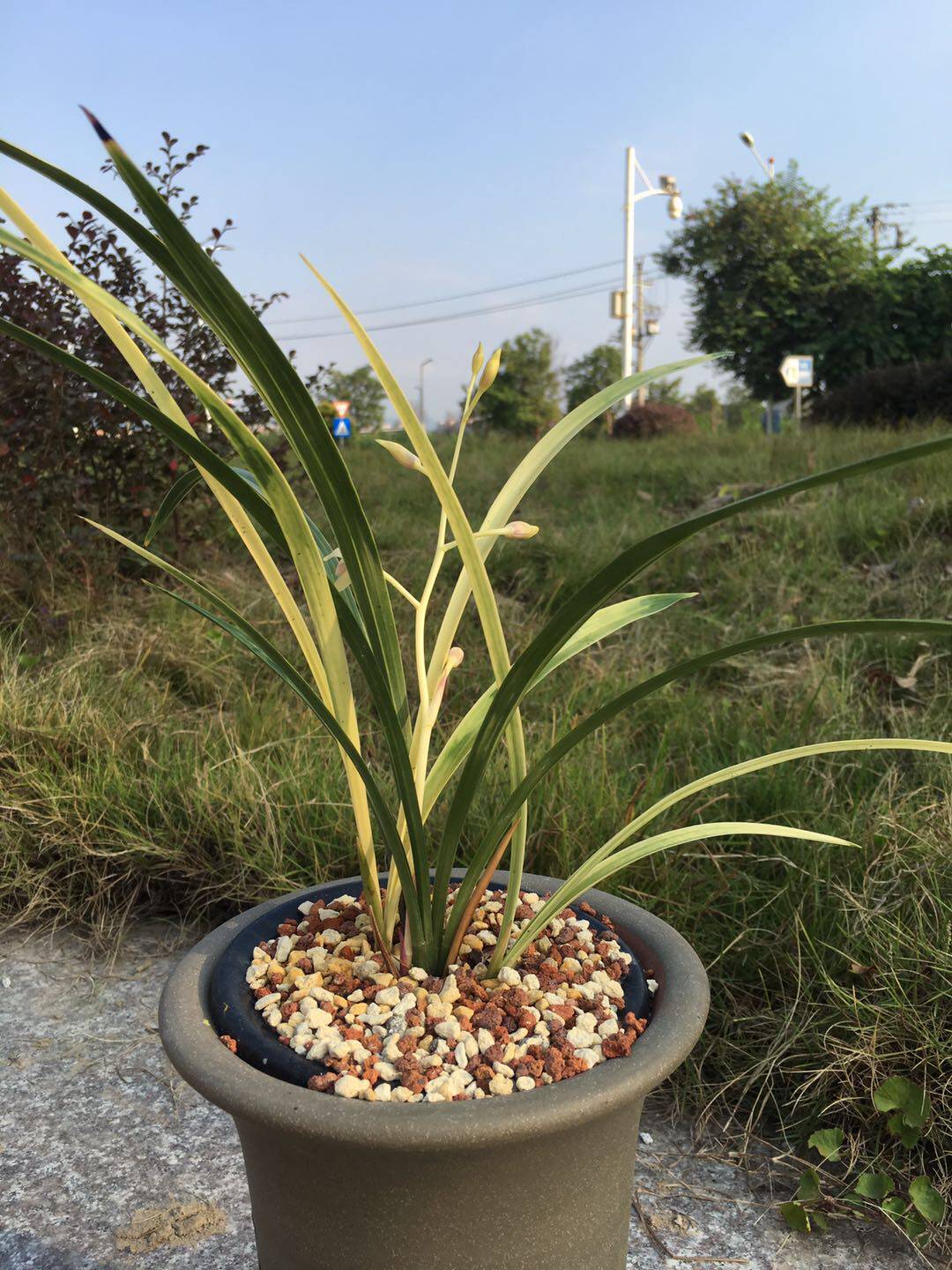 周贸花卉建兰名品粉斑西海锦带花苞浓香香型时令草本花卉