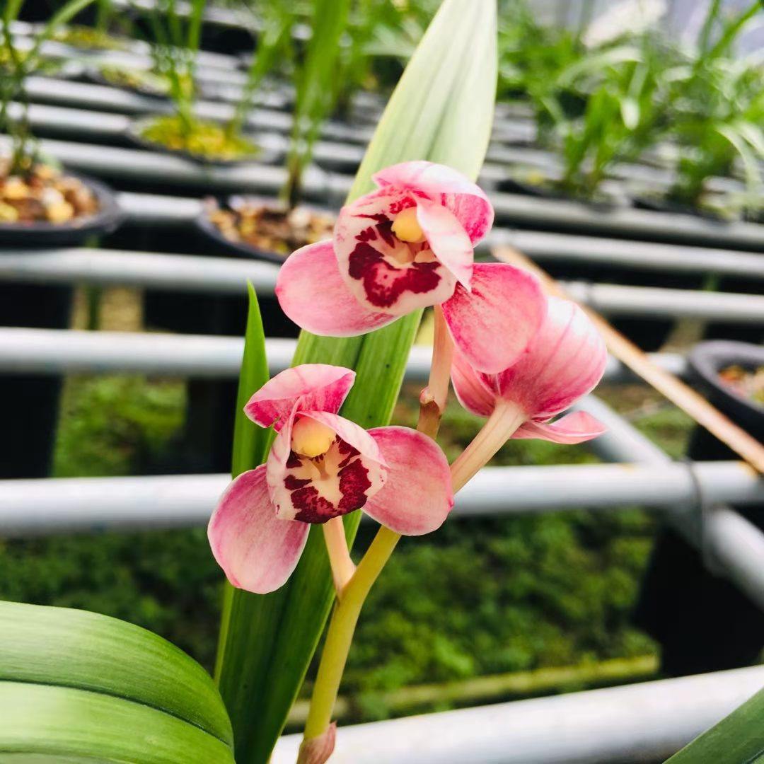 周贸花卉精选兰花花苗建兰荷瓣红月花苞浓香时令草本花卉