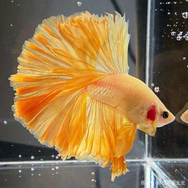 泰国斗鱼斑马鱼包优质七彩天使原生半月月好鱼