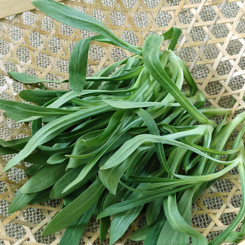 农家面条新鲜蔬菜菜叶天然野菜扫帚菜蒸柳叶叶菜类