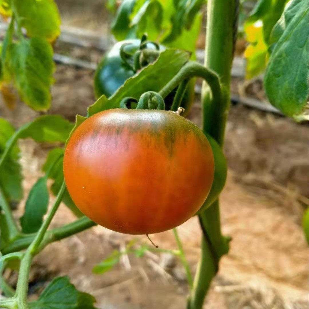 柿子笑脸食探丹东铁皮草莓新鲜绿鲜绿碱地绿腚柿子
