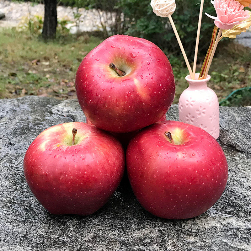 新鲜粉面沙甜香苹果宝宝刮泥婴儿婴幼儿辅食老人吃的棉绵水果萍果