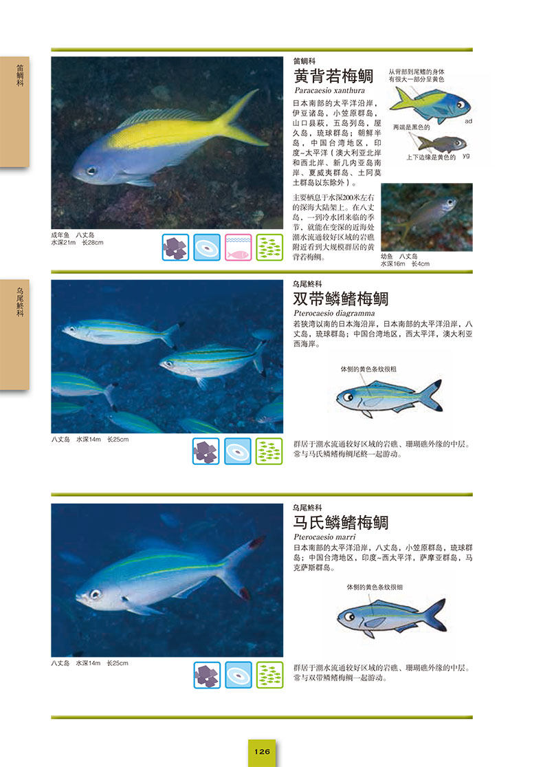 图鉴海水儿童书中缘书中书籍彩色生物海底百科全书海洋生物