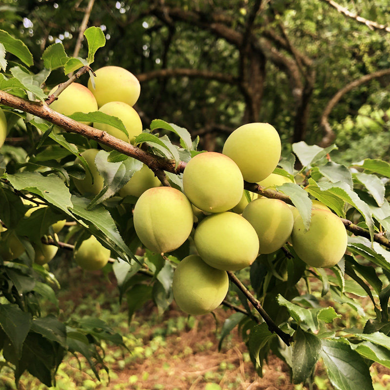 青梅云南大理高山黄梅鲜果新鲜泡酒酵素5斤其它
