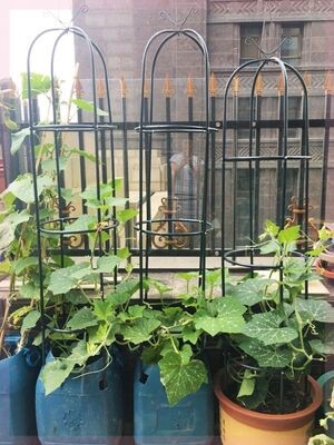 花盆灯笼花支撑杆架子室内花卉铁艺支柱结实花架