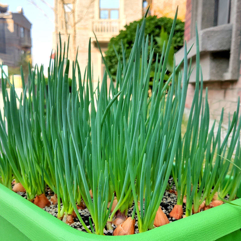 葱头5斤新鲜红葱头黄葱头小香可吃火葱四季做葱葱类