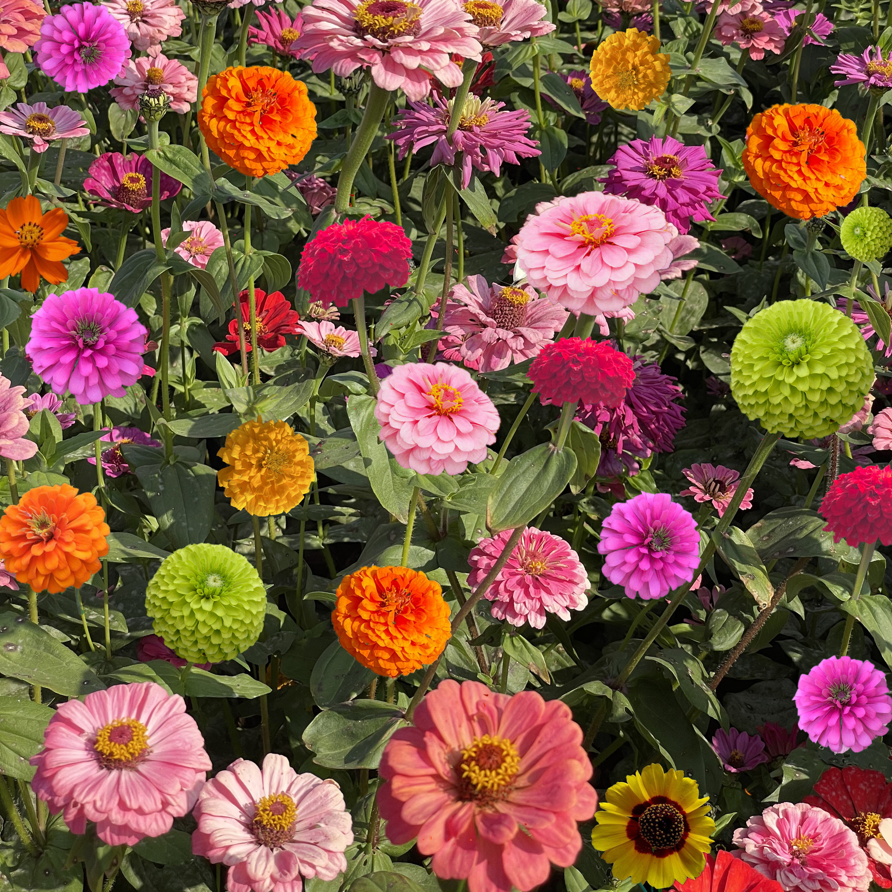 花种百日草种子四季易种活开花室外外观花卉植物铲子