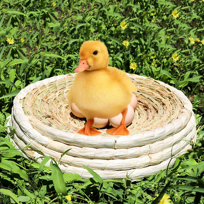 养小鸭子的窝鸭子草窝柯尔鸭窝宠物鸭家用宠物鸭小房子可爱黄鸭