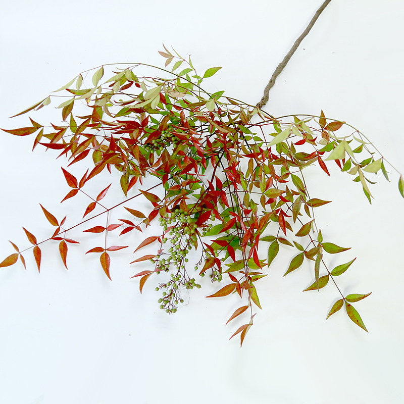 广州先生鲜花南天竹马醉木日本吊钟鲜花速递(同城)