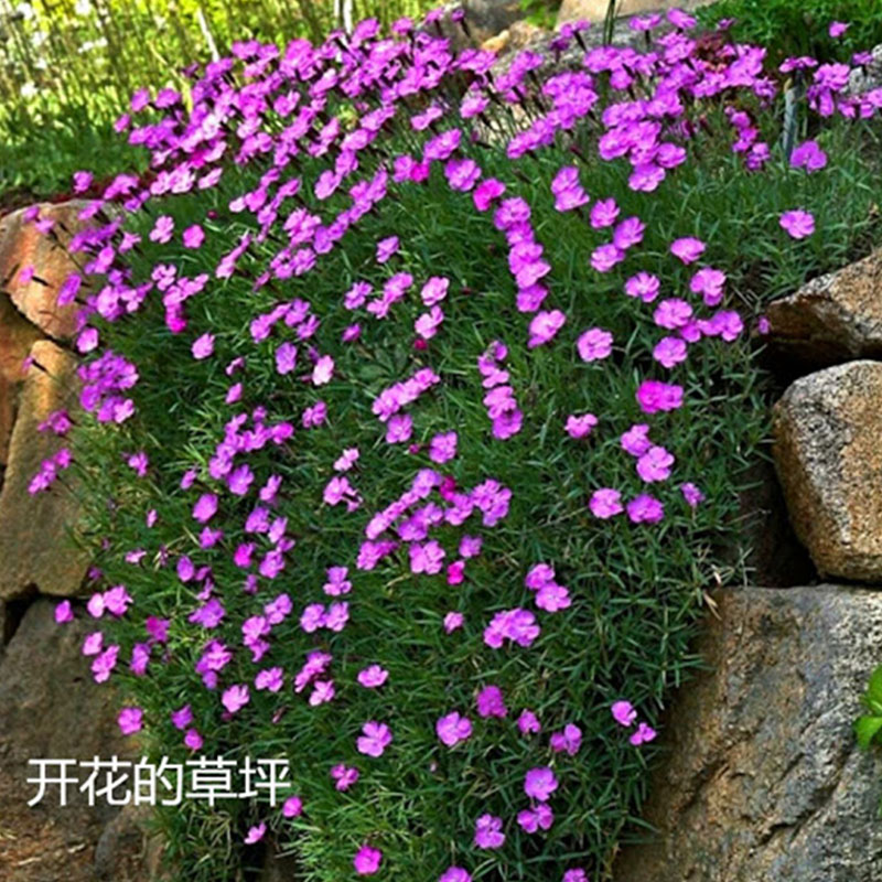 欧石竹盆栽初吻花苗花园露台草坪花卉多年生花期长粉贝地被植物