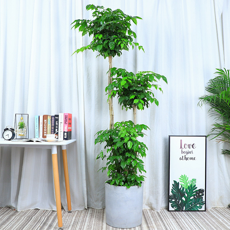 双层幸福树盆栽步步高三层绿植大型植物室内客厅大型绿植