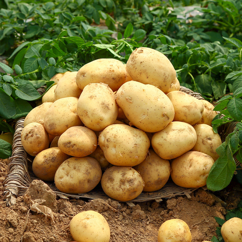 新鲜山东沙土地黄心大土豆5斤富硒马铃薯农家土豆