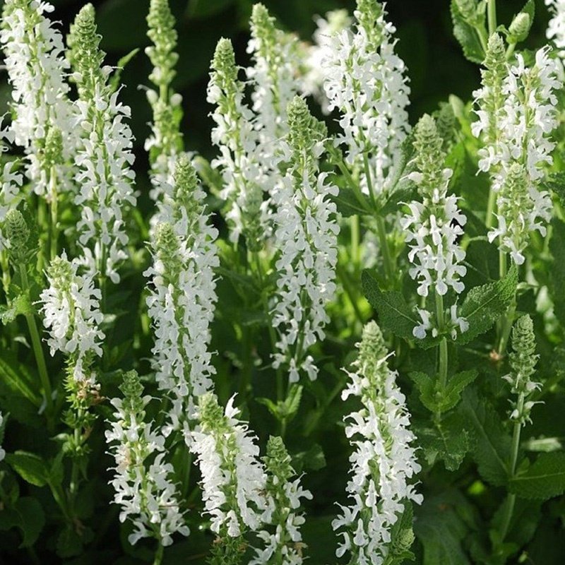 鼠尾草雪山花卉盆栽植物阳台庭院室外花园好养春季