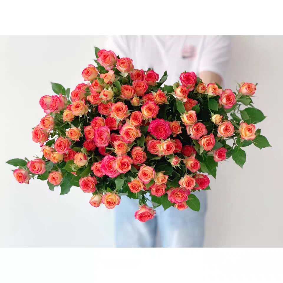 肯尼亚新品微月阳台花卉盆栽爱丽丝多头玫瑰丰花花卉