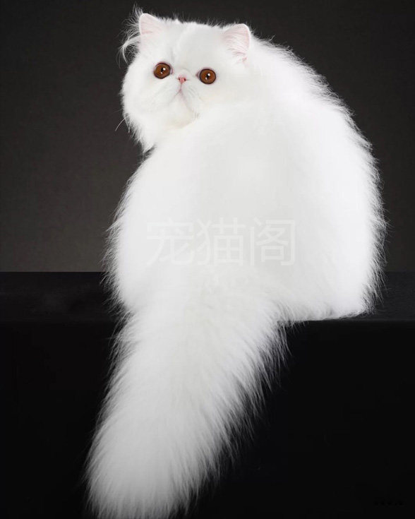 波斯猫加菲猫幼崽纯种幼猫宠物猫咪活物纯白长毛猫咪