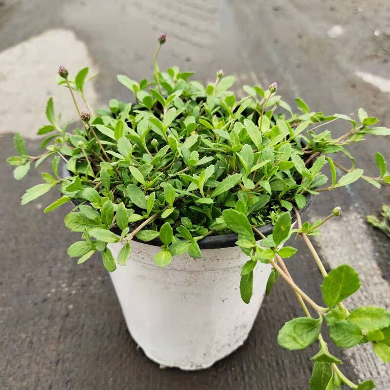 新品塔莎的花园姬岩垂草多年生耐热耐寒花园庭院花镜花卉