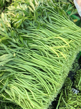 当季芦蒿鲜嫩去根去叶藜蒿现摘新鲜黎蒿野生蔬菜野菜鲜嫩泥蒿茼蒿￥9