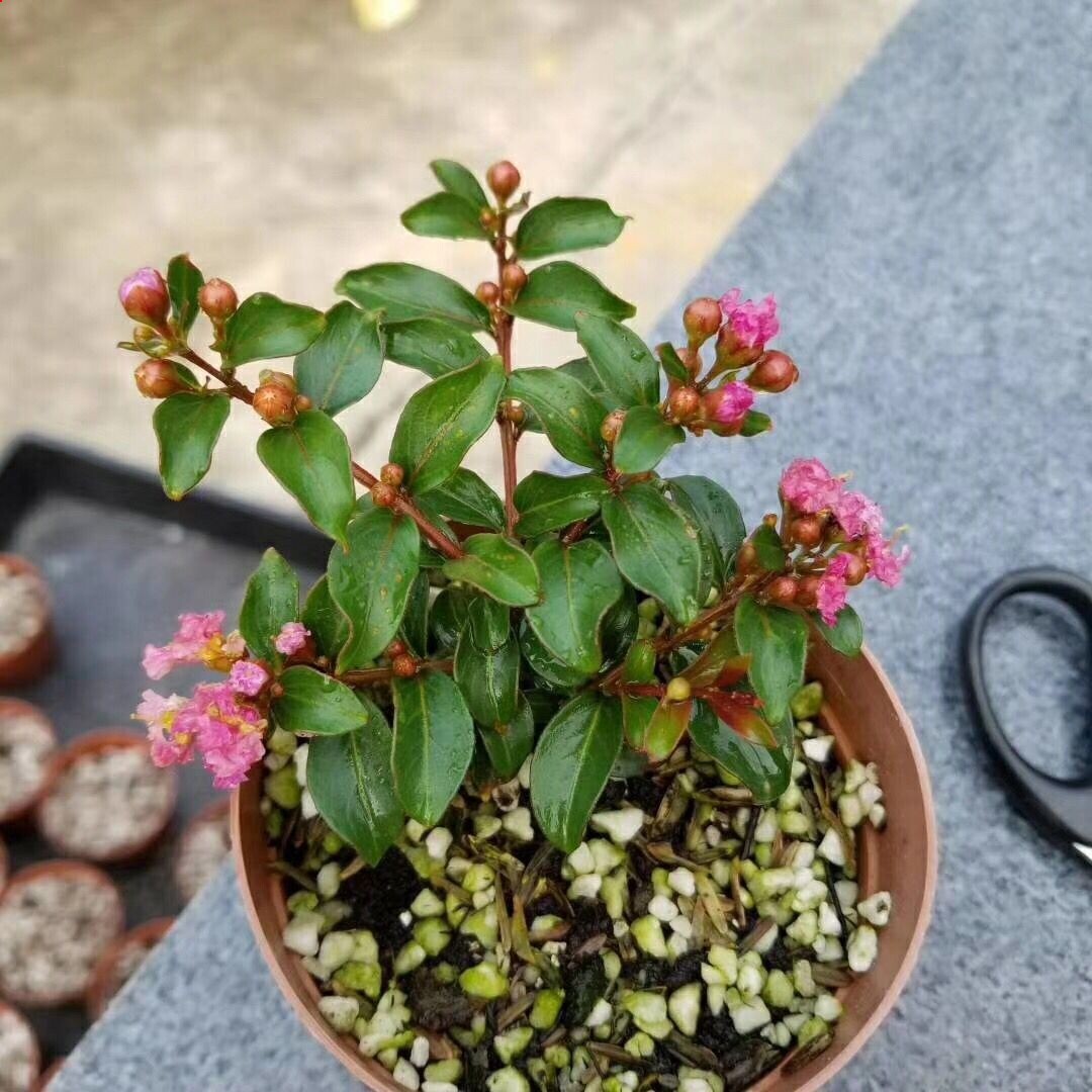 紫薇一盆日本小叶微型掌上盆景素材不含花盆绿植