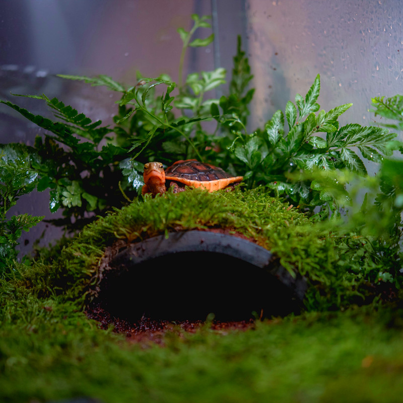 黄缘龟躲避洞穴龟缸龟箱造景瓦片乌龟安缘黄额造景