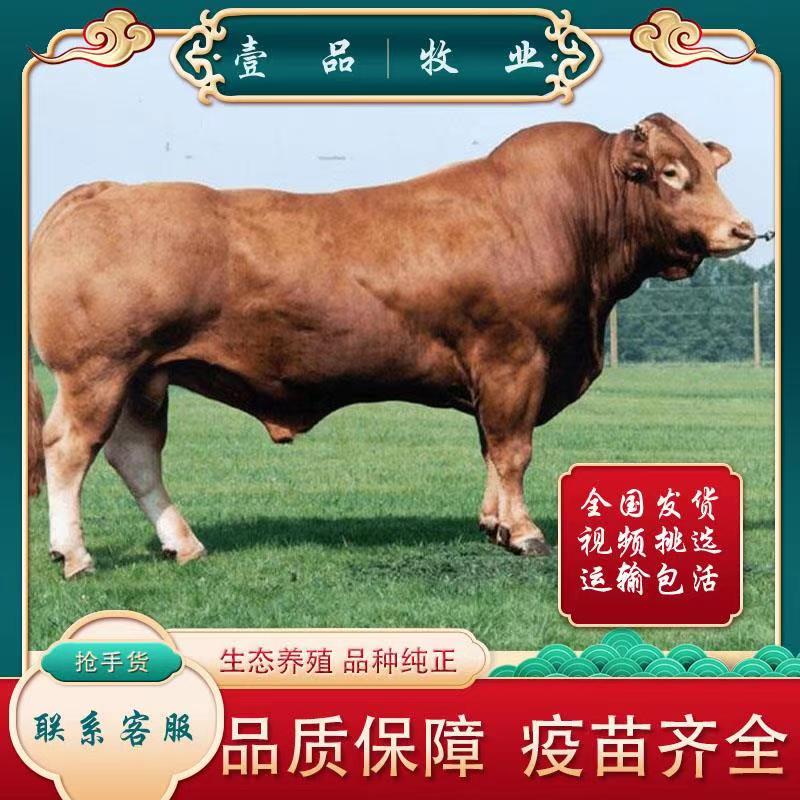 大型鲁西黄牛种牛小牛仔苗活体牛犊子肉牛牛犊活幼牛活苗价格技术