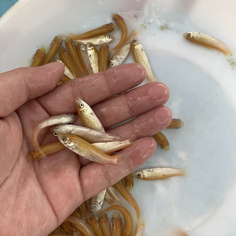 鱼苗草鱼金草黄金俄罗斯金丝淡水养殖活体鱼