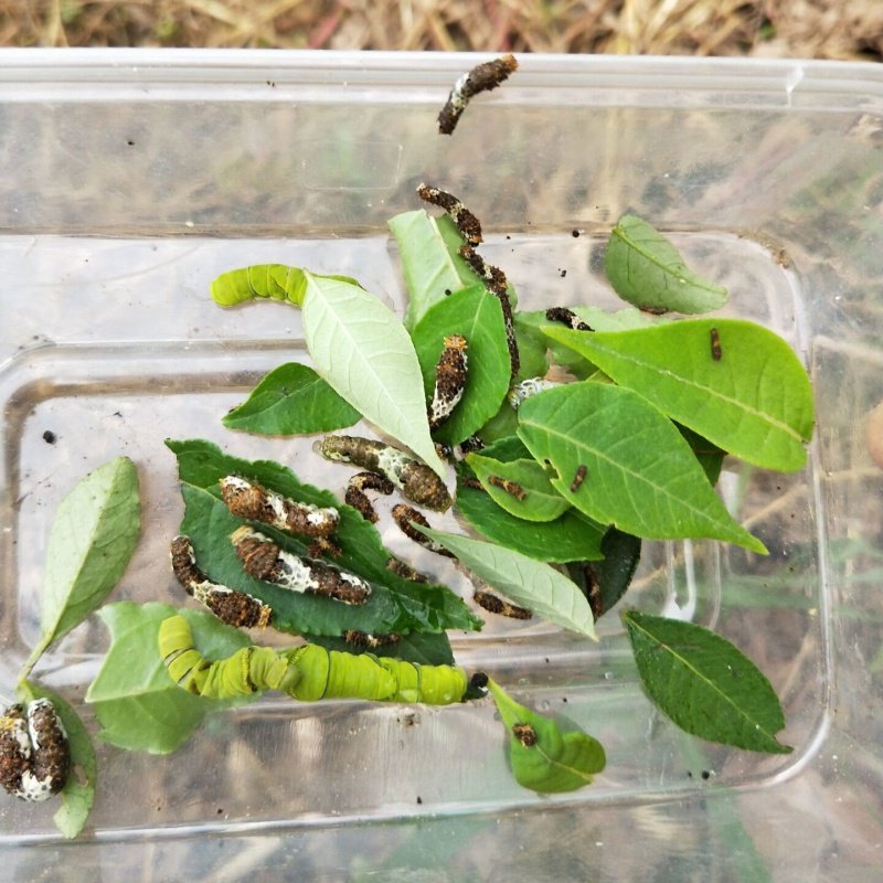 蝴蝶柑橘凤蝶幼虫活体饲养套餐蚕宝宝毛毛虫糖宝蚕宝宝