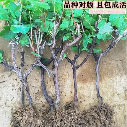 葡萄葡萄树树苗四季盆栽爬藤无架果树苗子南北方果树