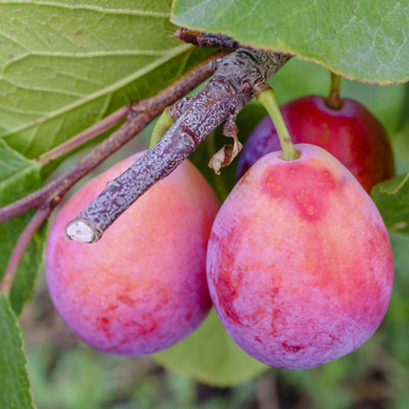 美国加州香媚儿西梅嫁接李子树苗盆栽地栽南方果树