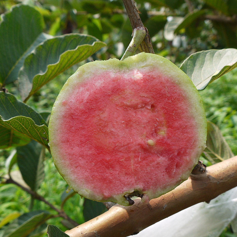 无籽少籽红宝石番石榴软糯红心芭乐果园直销孕妇雪莲果