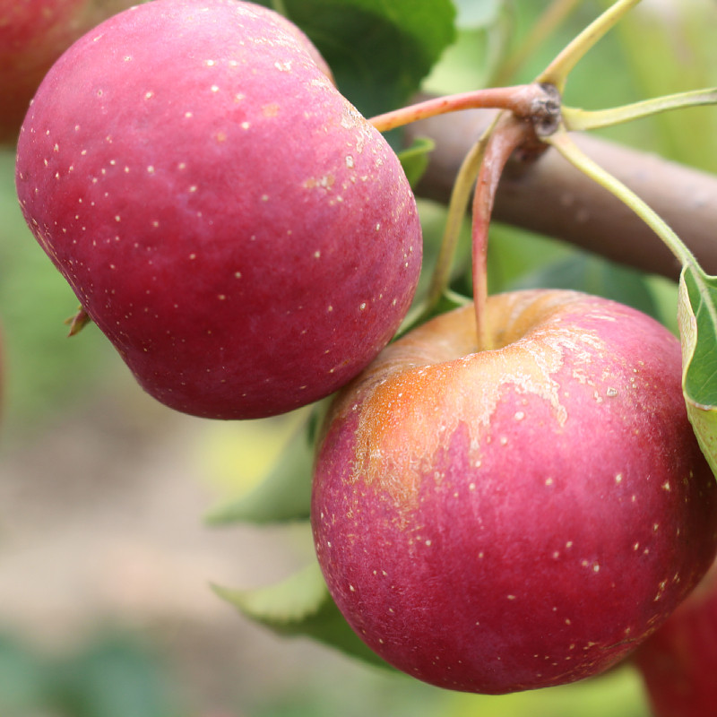 龙丰果东北沙果新鲜大秋果现摘发货