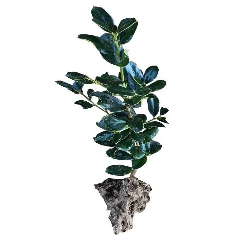 无刺枸骨球构树苗鸿运四季常青北方庭院别墅观叶