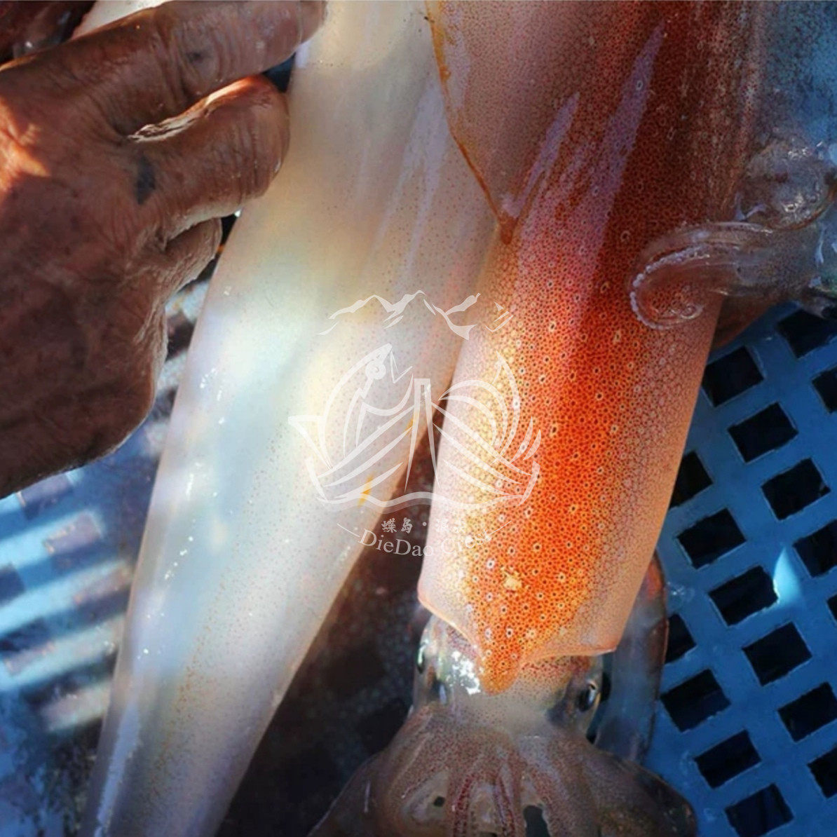 巨型手钓件包750g21条超大海兔大海水产鱿鱼冷冻鱿鱼