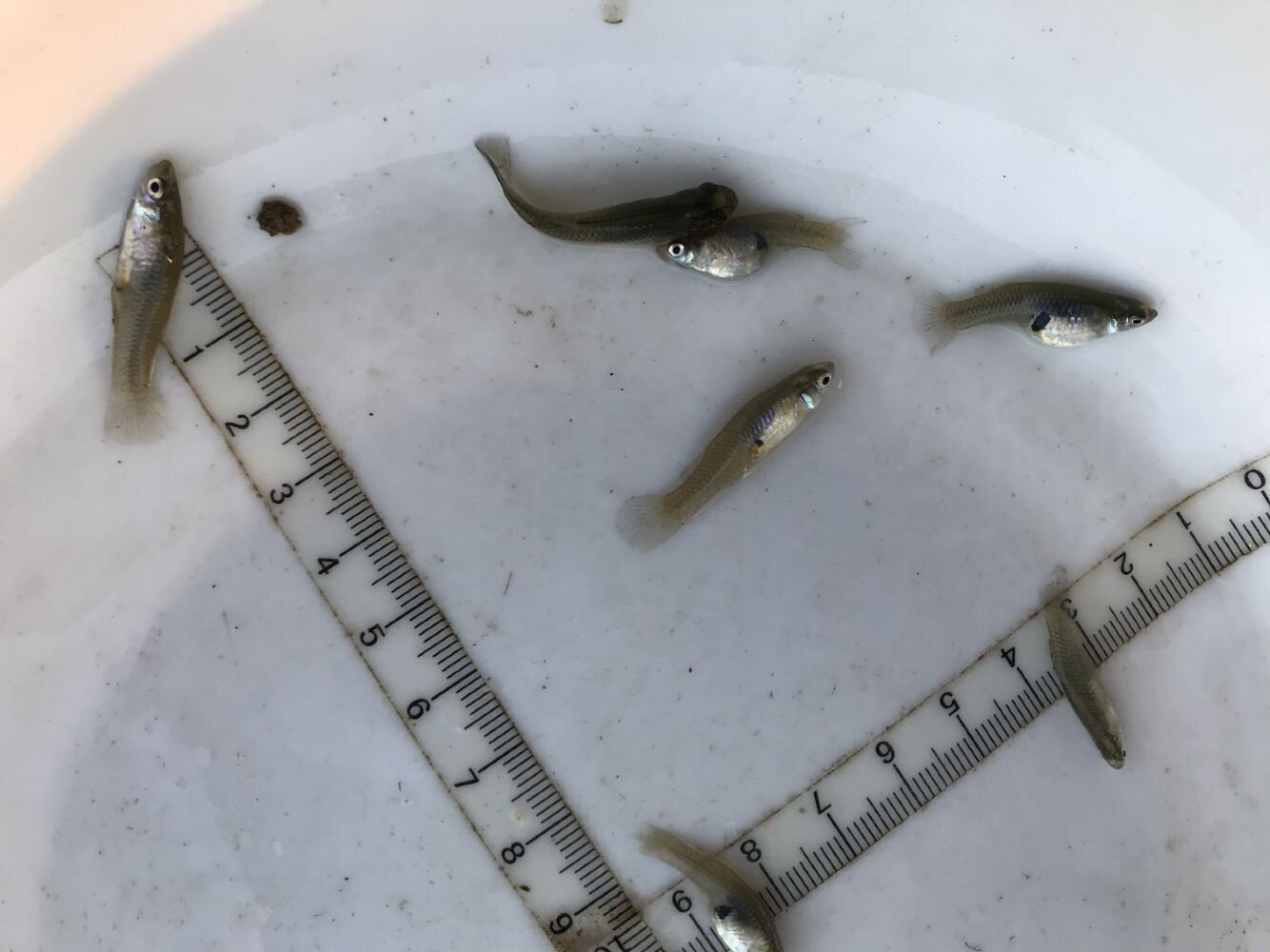 原生鱼类观赏鱼观赏鱼容幼虫蚊子鱼吃饲料食蚊鱼