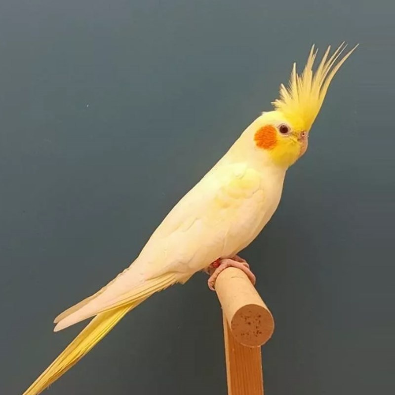 可爱爱萌宠物物体手养雏鸟鹦鹉观赏黄化玄凤鸟