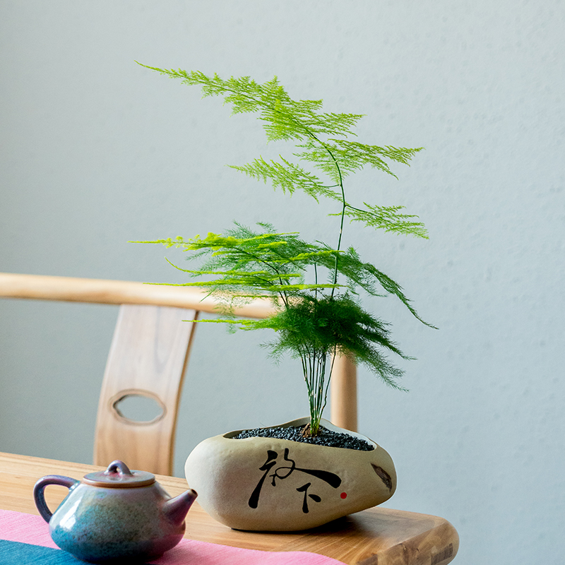 新中式盆栽绿植禅意富贵竹书房茶几茶台植物驱蚊绿植