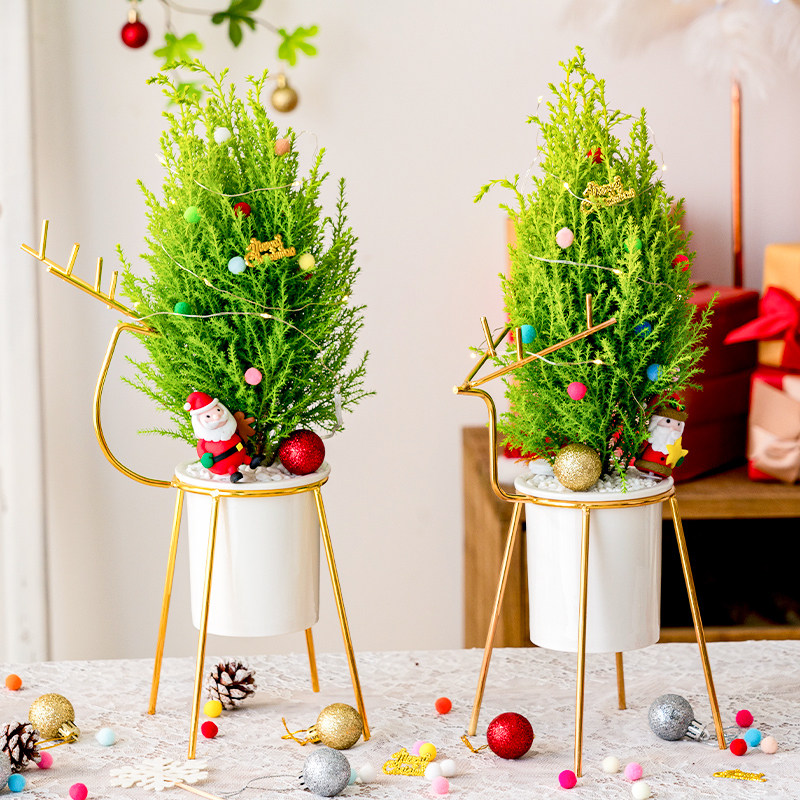 香松植物盆栽室内桌面圣诞树四季常青好养绿植绿植