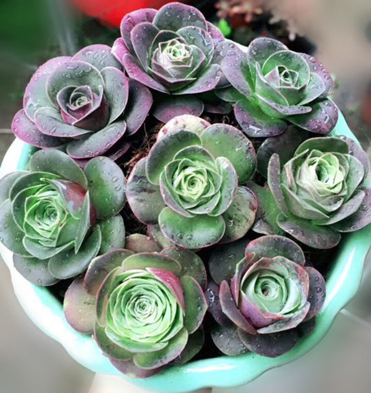 多肉山地玫瑰植物又叫耶罗盆栽绿植花卉盆花多肉植物